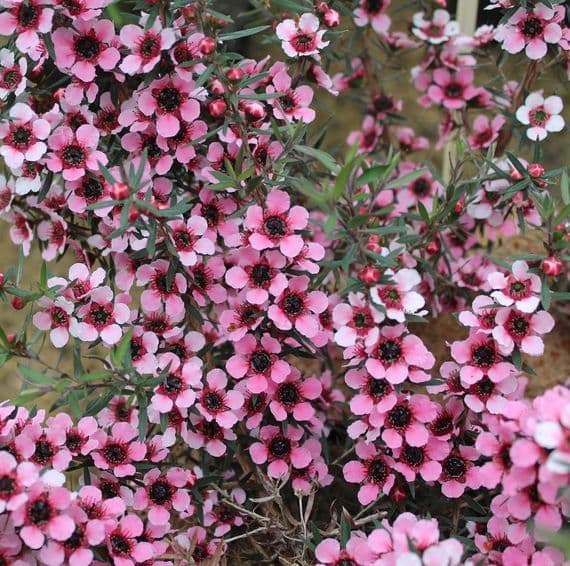 Leptospermum scoparium Martini 3 Litre