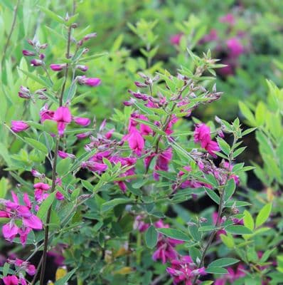Lespedeza thunbergii 3 litre