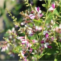 Lespedeza thunbergii Edo-shibori
