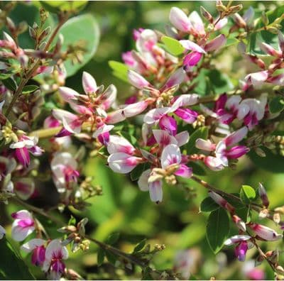 Lespedeza thunbergii Edo-shibori