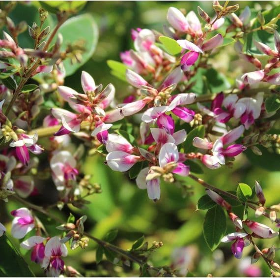 Lespedeza thunbergii Edo-shibori