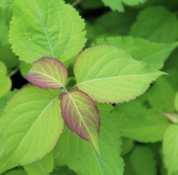 Leycesteria Formosa 3 Litre
