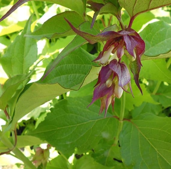 Leycesteria formosa Golden Lantern 3 Litre