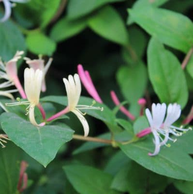 Lonicera acuminata 3 Litre