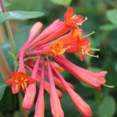 Lonicera × brownii Dropmore Scarlet x 3 Litre