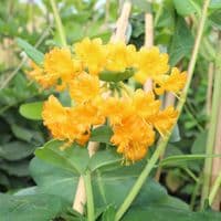 Lonicera brownii Golden Trumpet 3 litre