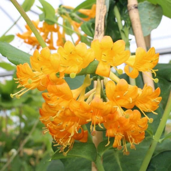 Lonicera brownii Golden Trumpet 3 litre