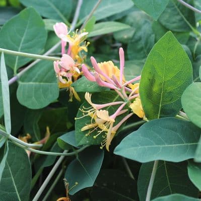Lonicera × heckrottii Gold Flame 3 Litre