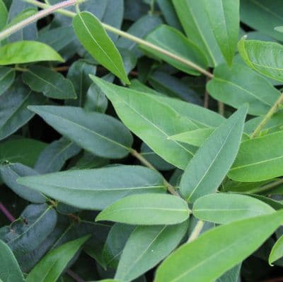 Lonicera henryi 3 Litre