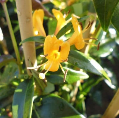 Lonicera henryi Copper Beauty 2 Litre