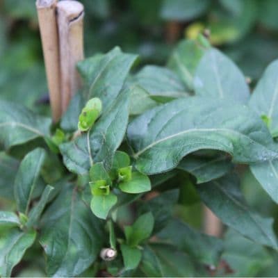 Lonicera japonica Hall's Prolific 3 Litre