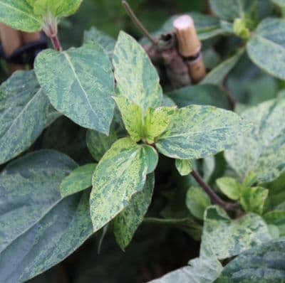 Lonicera japonica Mint Crisp 3 Litre