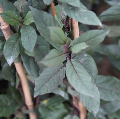 Lonicera japonica var. repens x 3 Litre
