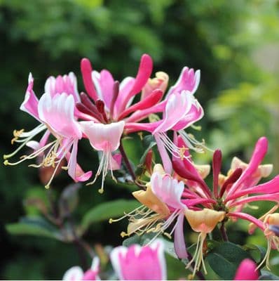 Lonicera periclymenum Fragrant Cloud x 3 Litre