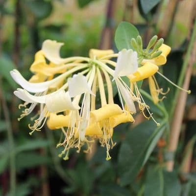 Lonicera periclymenum Graham Thomas 3 Litre