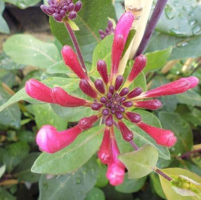 Lonicera periclymenum Red Gables x 3 Litre
