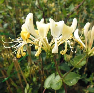 Lonicera periclymenum Scensation 3 Litre
