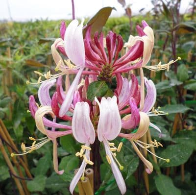 Lonicera periclymenum Serotina 3 Litre