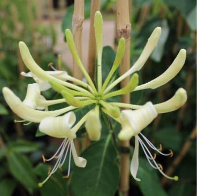 Lonicera periclymenum Sweet Sue 3 Litre