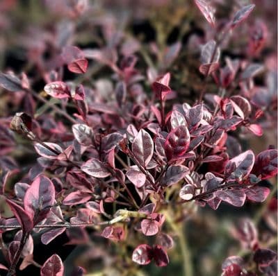 Lophomyrtus Magic Dragon 3 Litre