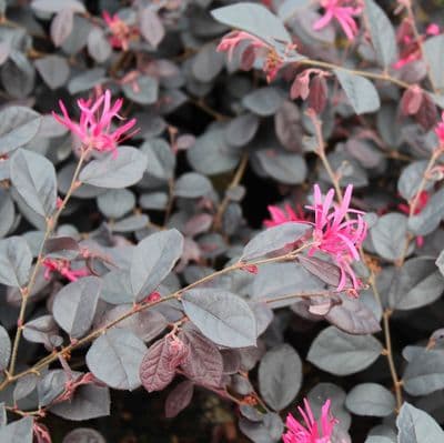 Loropetalum chinense var. rubrum Black Pearl 3 Litre