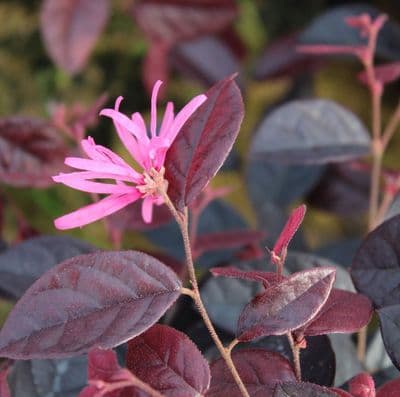 Loropetalum chinense var. rubrum Fire Dance 3 Litre