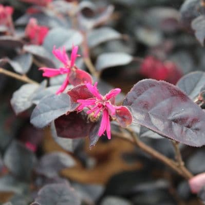 Loropetalum chinense var. rubrum Pipa's Red 3 Litre