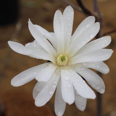 Magnolia stellata Royal Star 3 Litre