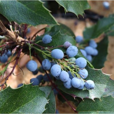 Mahonia aquifolium Apollo 3 Litre