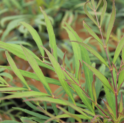 Mahonia eurybracteata Soft Caress 3 Litre