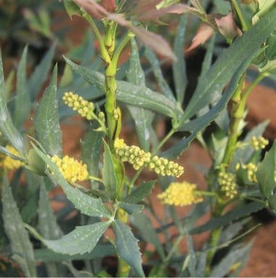 Mahonia Fireflame 3 Litre