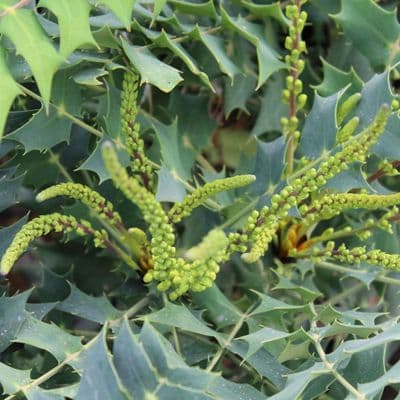 Mahonia japonica x media Charity 3 Litre