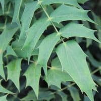 Mahonia × media Lionel Fortescue 3 Litre
