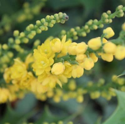 Mahonia × media Lionel Fortescue 3 Litre