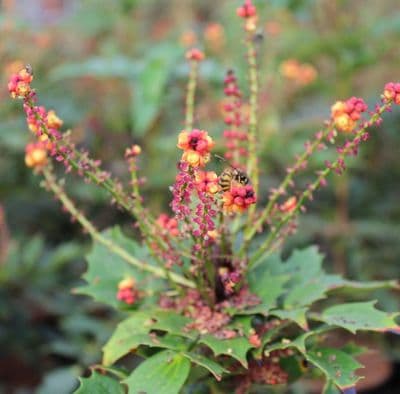 Mahonia nitens Cabaret 3 Litre