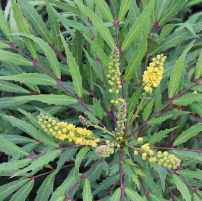 Mahonia Sweet Winter 3 Litre