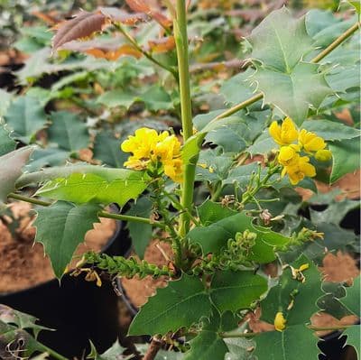 Mahonia wagneri Pinnacle 3 Litre