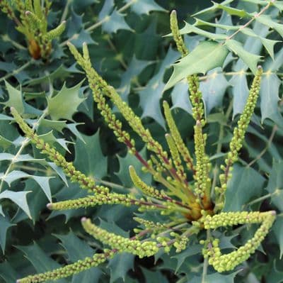 Mahonia x media Winter Sun 3 Litre