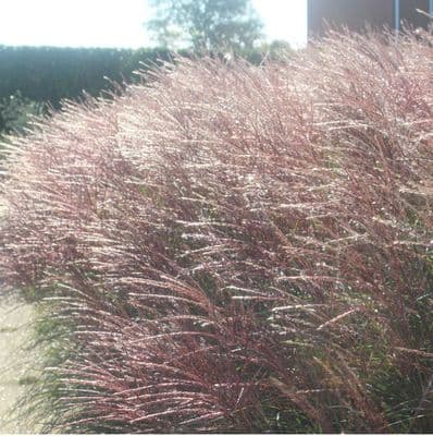 Miscanthus Red Zenith 3 Litre