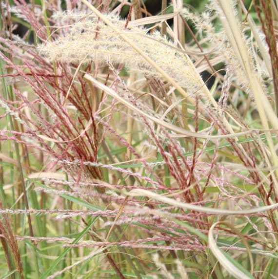 Miscanthus sin Ferner Osten 3 Litre