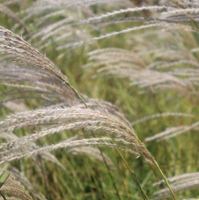 Miscanthus sinensis Kleine Fontane