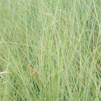 Miscanthus sinensis Morning Light 3 Litre