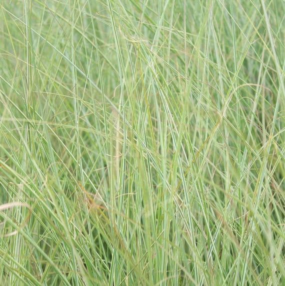 Miscanthus sinensis Morning Light 3 Litre