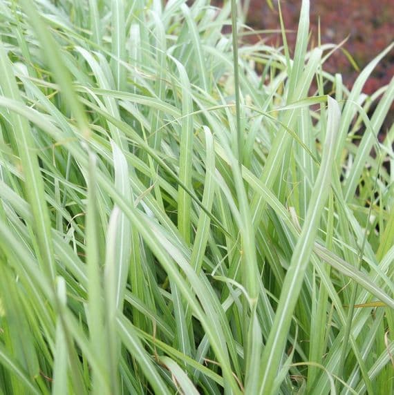 Miscanthus sinensis Silberfeder 3 Litre