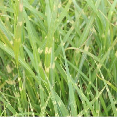 Miscanthus sinensis Zebrinus 3 Litre