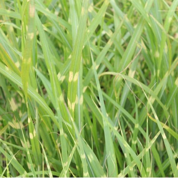 Miscanthus sinensis Zebrinus 3 Litre