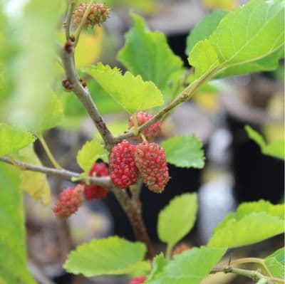 Morus rotundiloba Mojo Berry Matsunaga 3 Litre