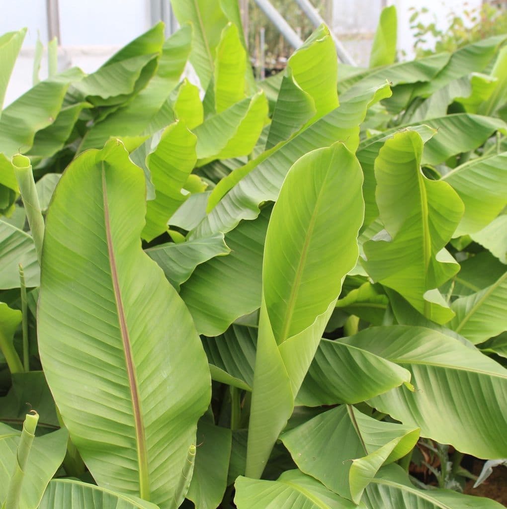Musa Bajoo 3 Litre