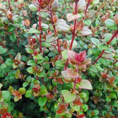 Myrtus Ka Pow 3 Litre