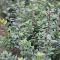 Myrtus Tarentina 3 Litre